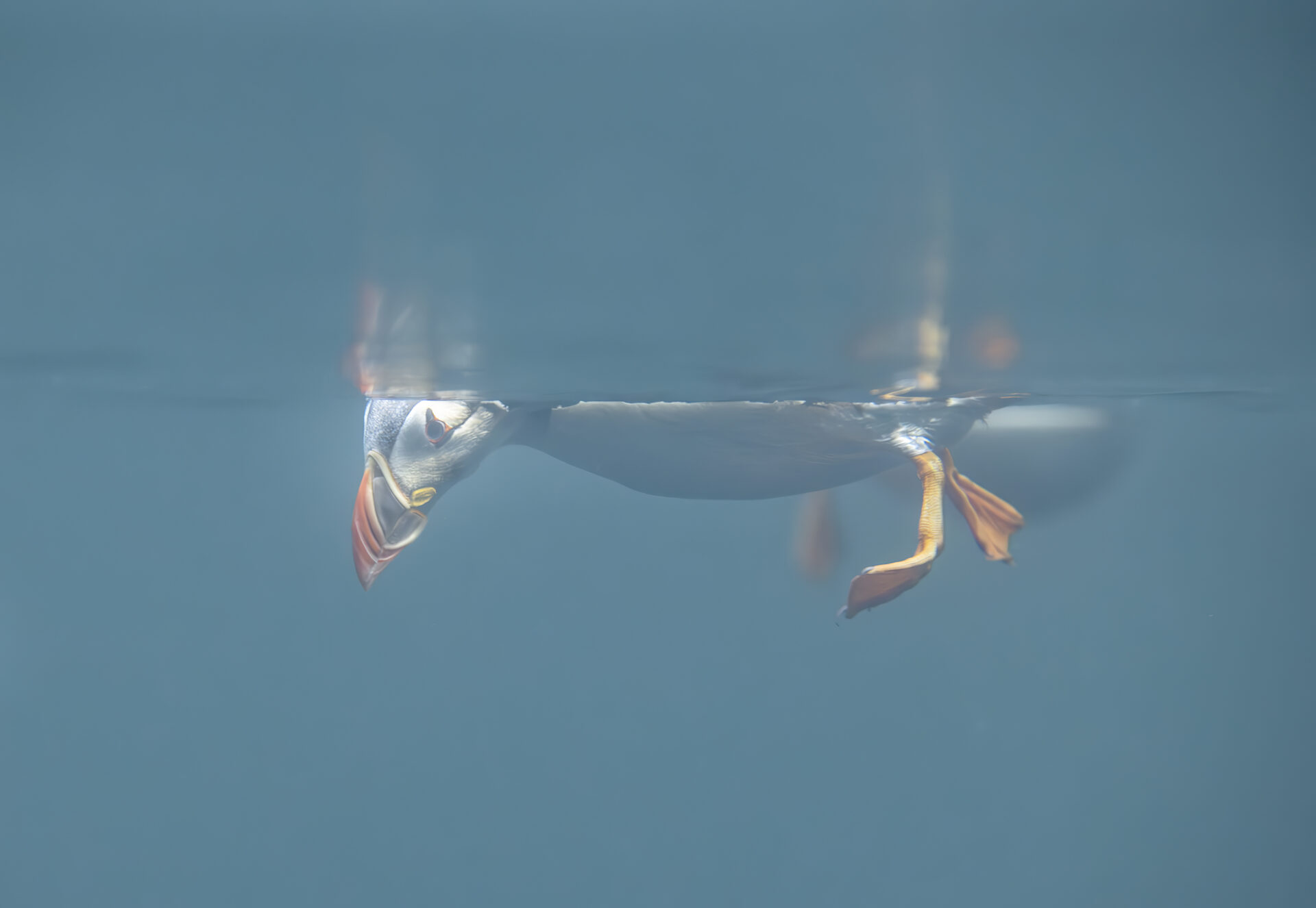Atlantic puffin underwater